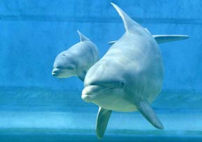 Delfino